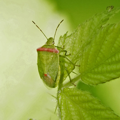 Thyanta pallidovirens