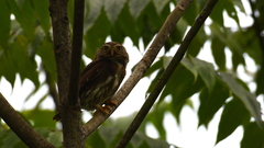 Glaucidium sanchezi