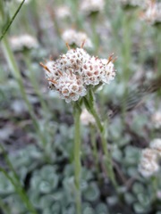 Antennaria parvifolia
