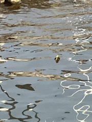 Xanthocephalus xanthocephalus