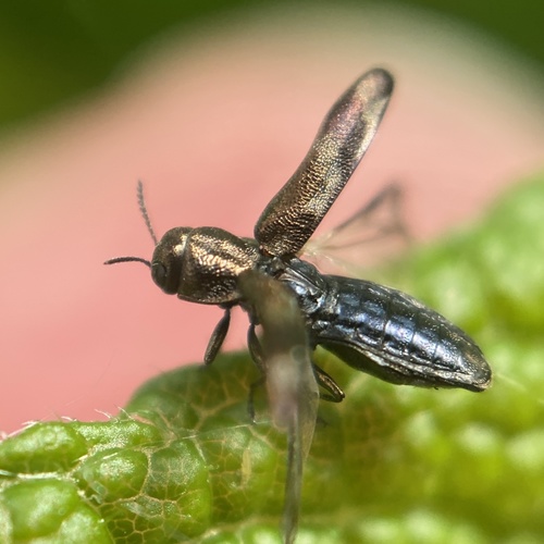 Native Ash Borer photo 5