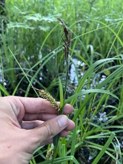 Carex hyalinolepis
