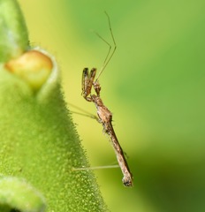 Bactrodes spinulosus