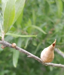 Amphibolips quercuscitriformis