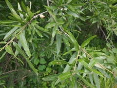 Amphibolips quercuscitriformis