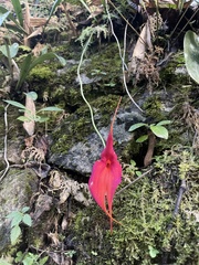 Masdevallia veitchiana