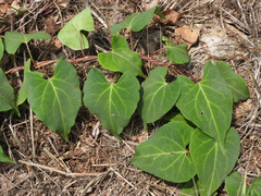 Reynoutria multiflora