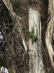 Anolis evermanni