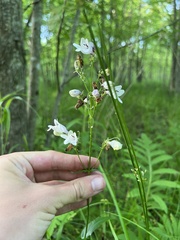Penstemon calycosus