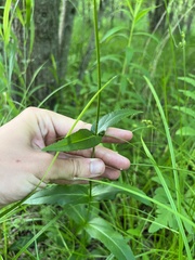 Penstemon calycosus