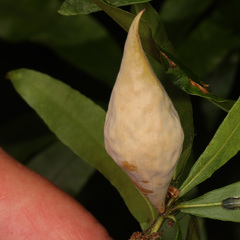 Amphibolips acuminata
