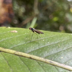 Tanypezidae