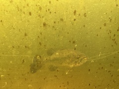 Micropterus salmoides