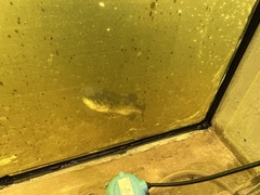 Micropterus salmoides