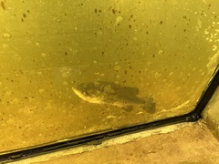 Micropterus salmoides
