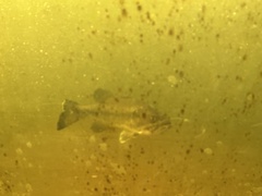 Micropterus salmoides