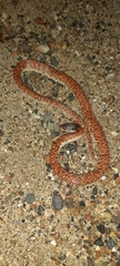 Phimophis guianensis