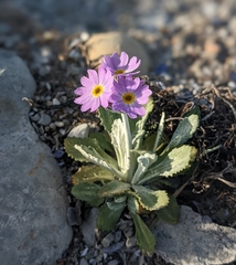 Primula laurentiana