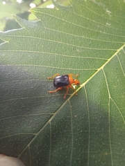 Tomapoderus ruficollis
