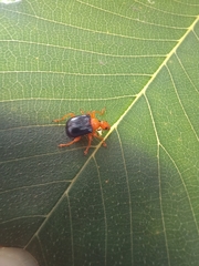 Tomapoderus ruficollis