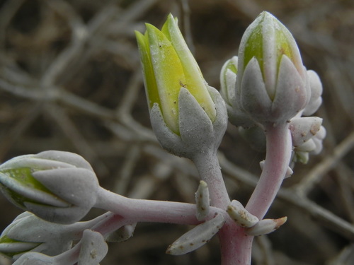 Dudleya cespitosa