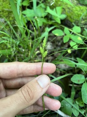 Carex caroliniana