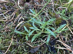 Polygonum spergulariiforme