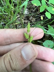 Carex caroliniana