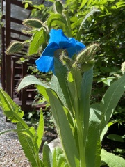 Meconopsis horridula