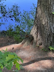 Tamias striatus