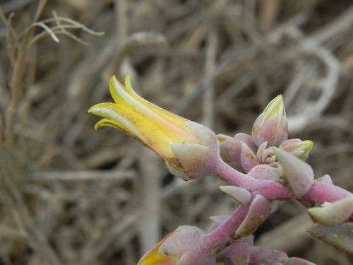 Dudleya cespitosa