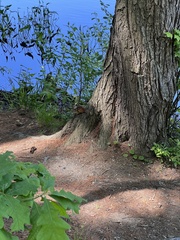 Tamias striatus