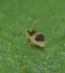 Deuterosminthurus bicinctus