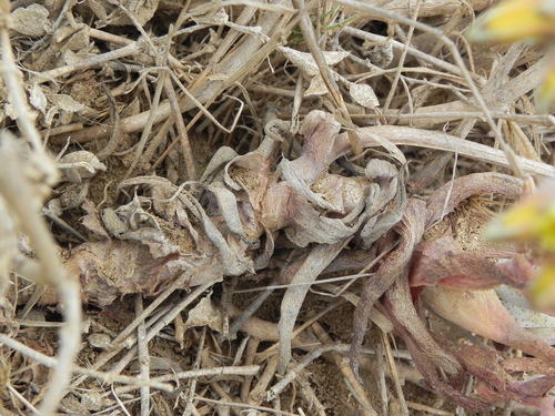 Dudleya cespitosa