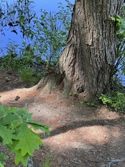 Tamias striatus