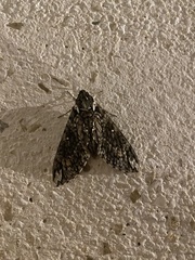 Agrius cingulata
