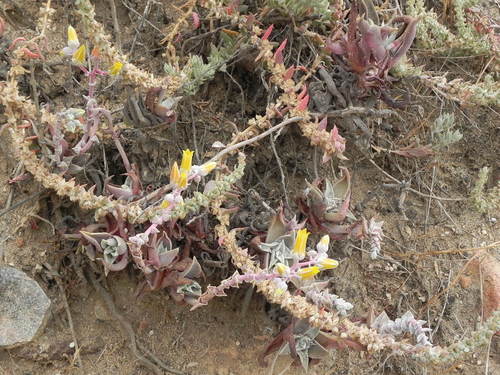 Dudleya cespitosa