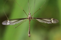 Tipula tricolor