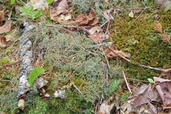 Cladonia multiformis