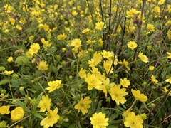 Ranunculus californicus cuneatus
