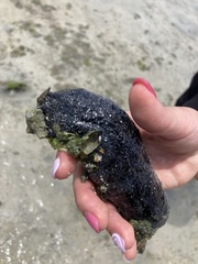 Holothuria leucospilota