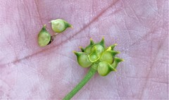 Ranunculus californicus cuneatus