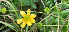 Ranunculus californicus cuneatus