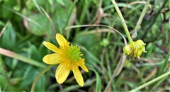 Ranunculus californicus cuneatus