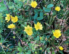 Ranunculus californicus cuneatus