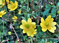 Ranunculus californicus cuneatus