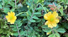 Ranunculus californicus cuneatus