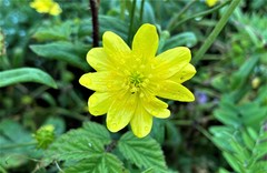 Ranunculus californicus cuneatus