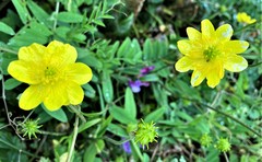 Ranunculus californicus cuneatus