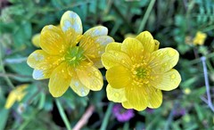 Ranunculus californicus cuneatus